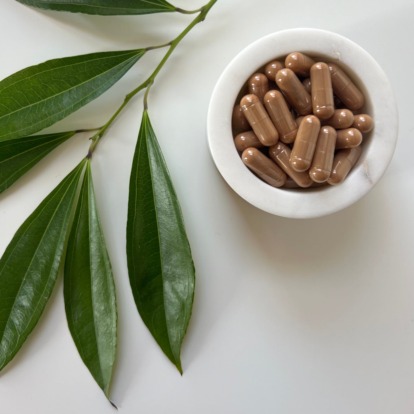 Cat's Claw Bark Capsules | 100% Wild-Crafted | Uncaria Tomentosa | 510mg