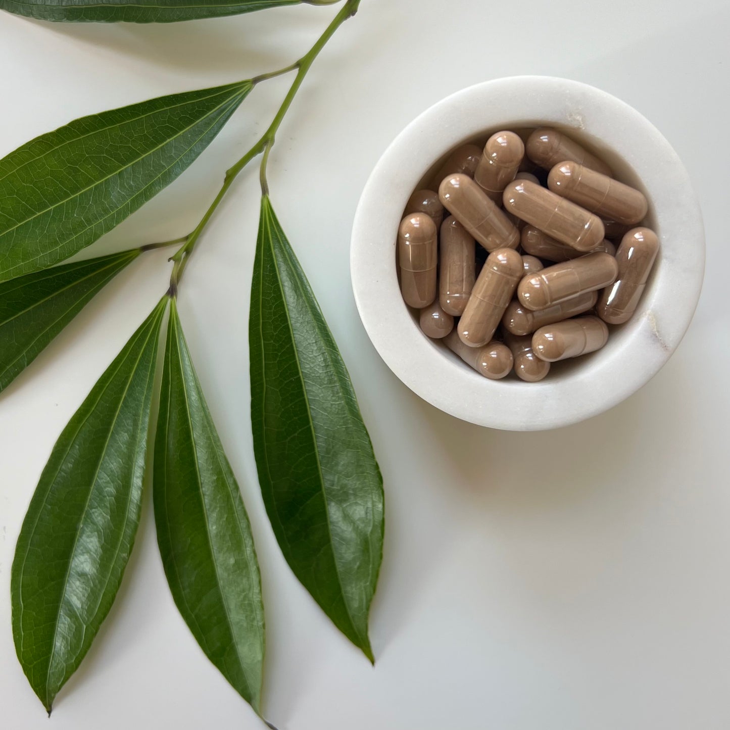 White Willow Bark Capsules | 100% Wild-Crafted | Salix Alba | 500mg | Analgesic