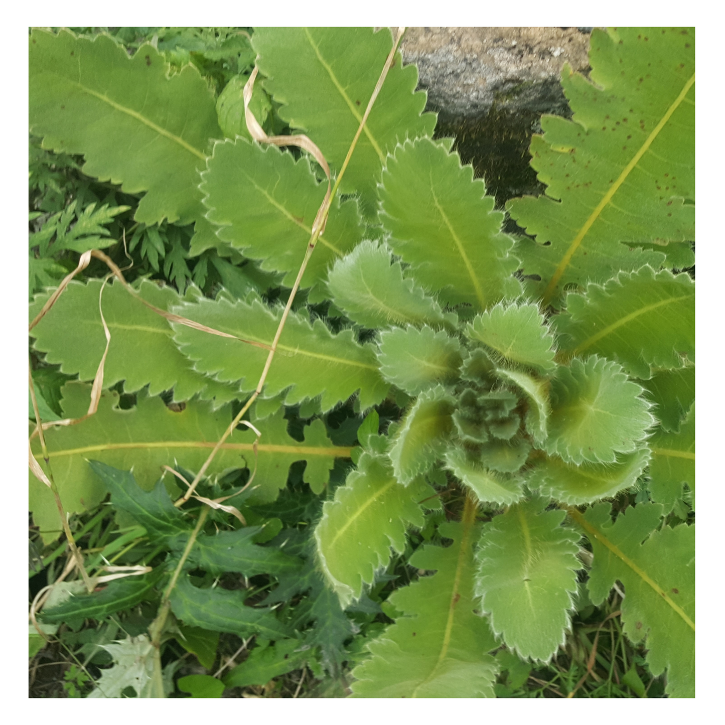 Wild Lettuce Tincture | Wild-Crafted Lactuca Quercina | Pain Relief